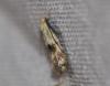 Elachista maculicerusella